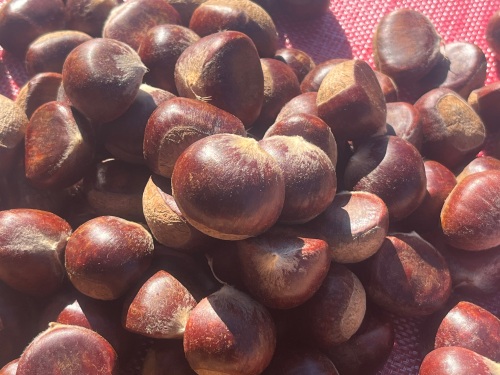 糖度が高いのが特徴