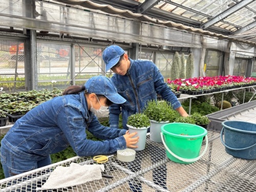 今年、井原高校では初めて栽培された