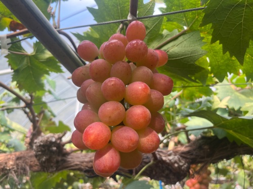 マスカット ビオレ