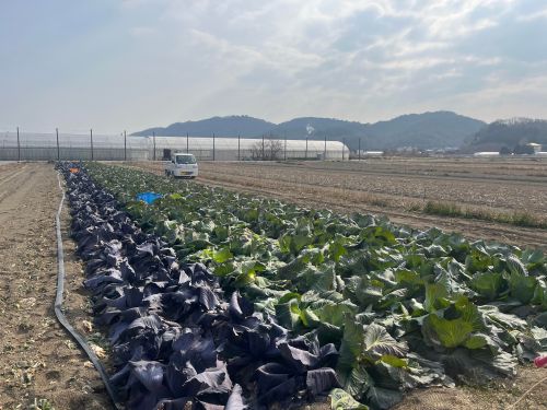 瀬戸内市牛窓町長浜にあるキャベツの畑