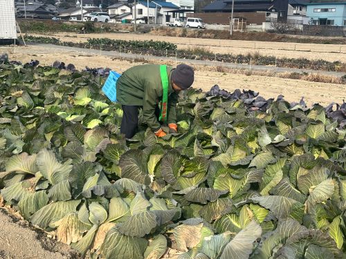 今月から収穫がスタート