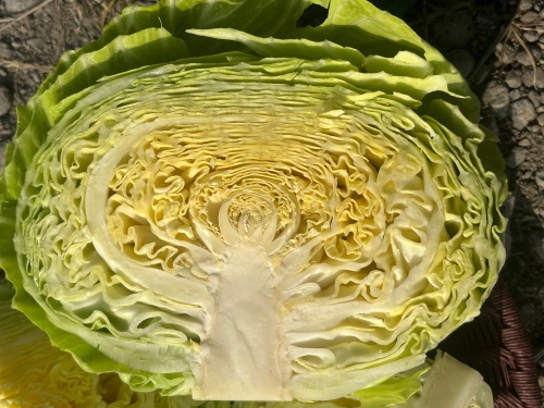 キャベツの断面！