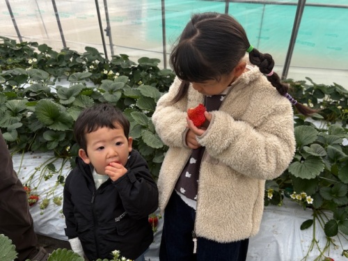 イチゴを頬張る子供たち