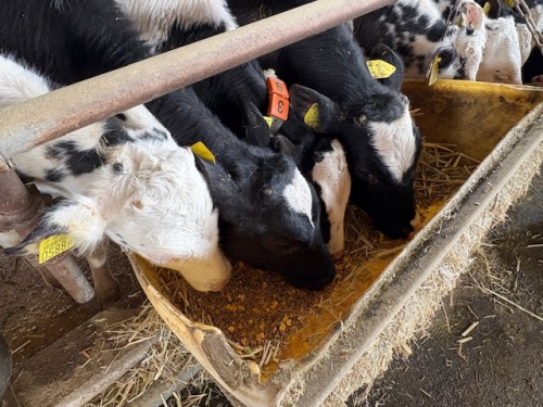 坂本さんは、子牛の担当です。