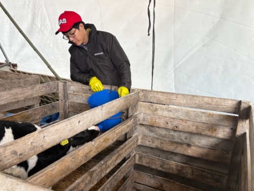 子牛を見守る坂本さん