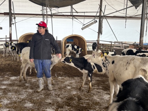 80頭ものかわいい子牛たち