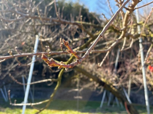 桃の蕾
