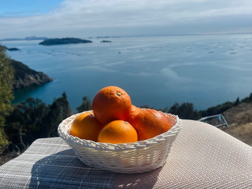 ネーブルオレンジ