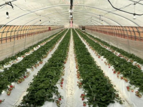 イチゴ農家の題府健治さんの畑へ