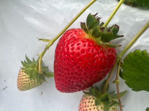 真っ赤なイチゴがたくさん実っていました