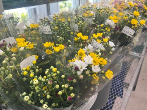 お供え用の小菊なども