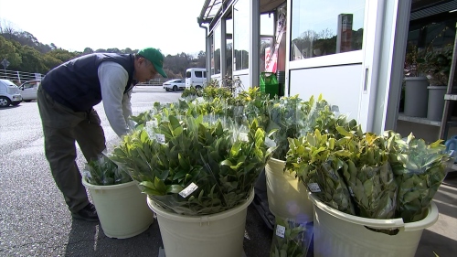 「シキビ」や「サカキ」など