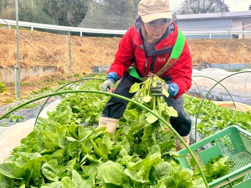 収穫中の氏平さん
