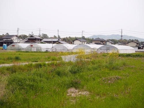 笑味ちゃん女性スタッフリポート200417-4　総社市福井新田地区