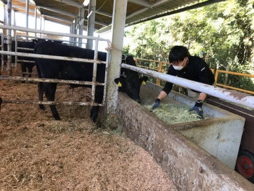 笑味ちゃん女性スタッフリポート200519-7 飼育の様子