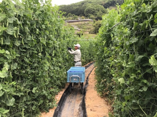 和気町田土の畑2
