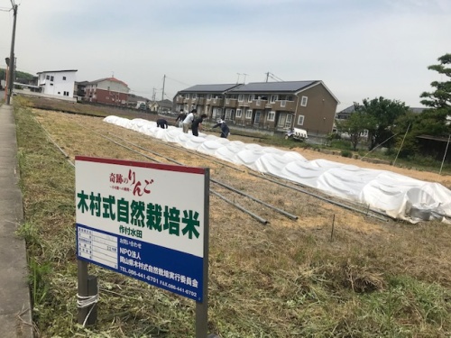 木村式自然栽培米の田んぼ