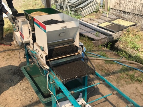 雄町米籾まき作業