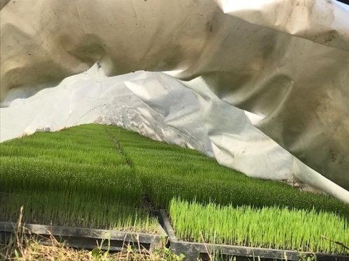田植え前の苗