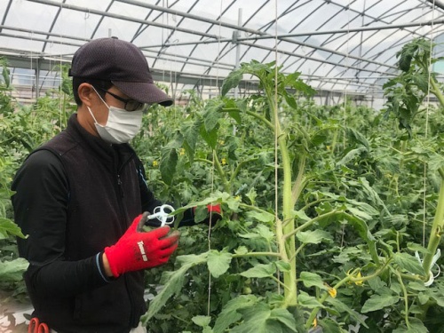 作業を行う小若さん
