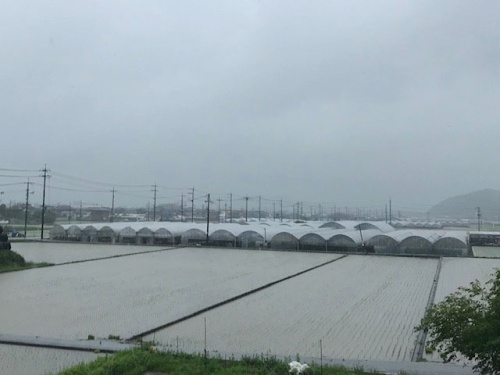 ブドウの産地、総社市秦