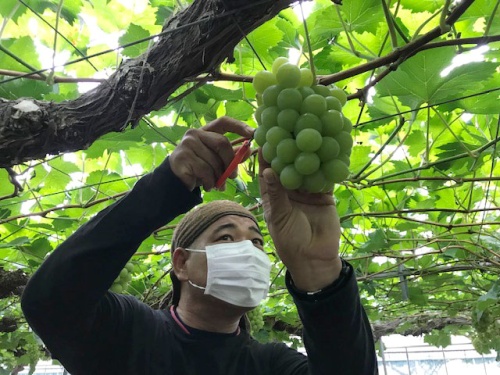秦果樹生産出荷組合 野瀬弘三さん