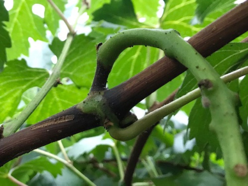茎の付け根が、黒く細くなってきたピオーネ