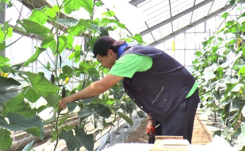 およそ50種類もの野菜を作っています。