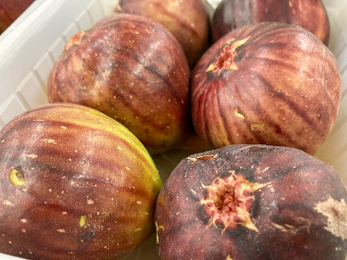 西大寺産のイチジク