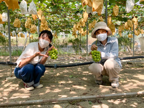 ブドウ作りおよそ50年、横山節子さん