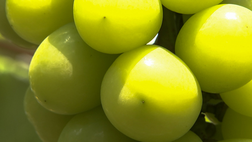 シャインマスカット