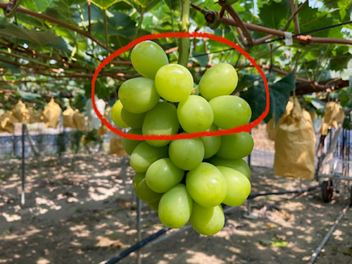 房の上の部分の方がおいしい