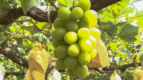 シャインマスカット