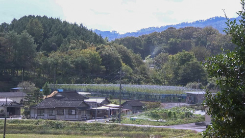 津山市久米地区は梨の産地