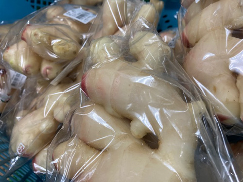 津山特産の新ショウガに