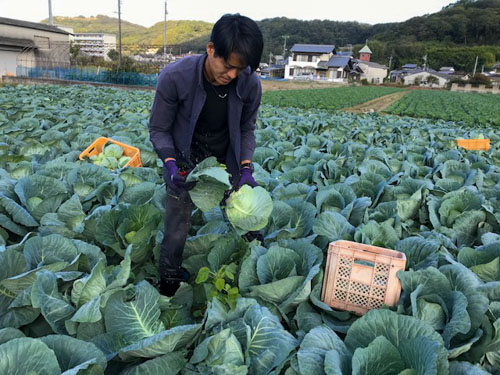 キャベツ収穫