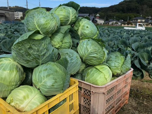 キャベツ収穫
