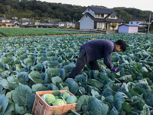 JA岡山 牛窓キャベツ部会 髙田和之さん（27）