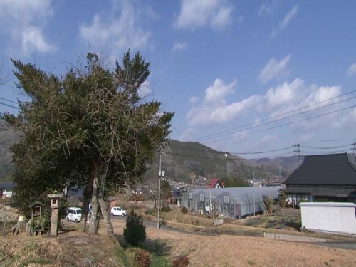 久米南町のイチゴ農家