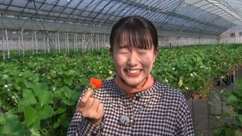 イチゴを試食する難波アナ