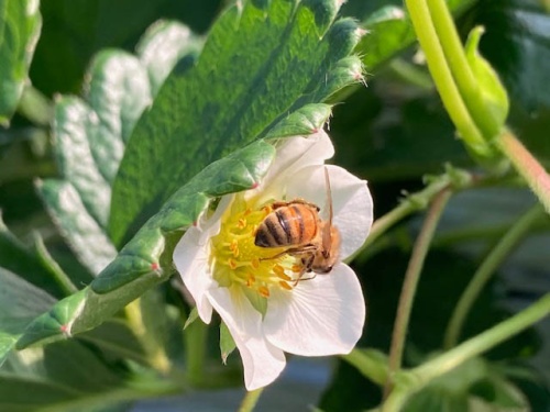 イチゴの花とみつばち