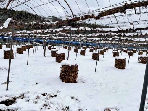 雪の積もるブドウ畑