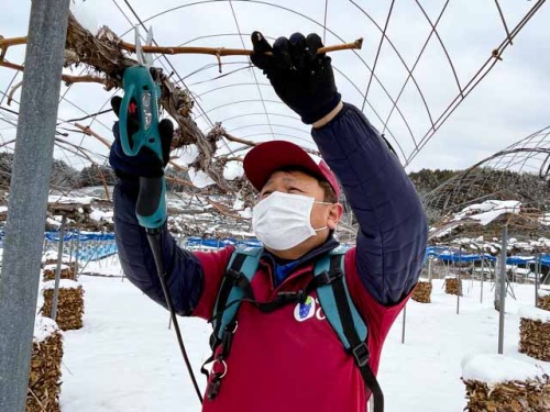 電動バサミで枝を切る忠弘さん