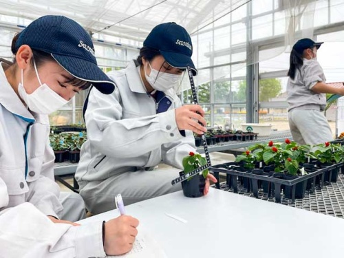 植物の計測をする生徒さんたち