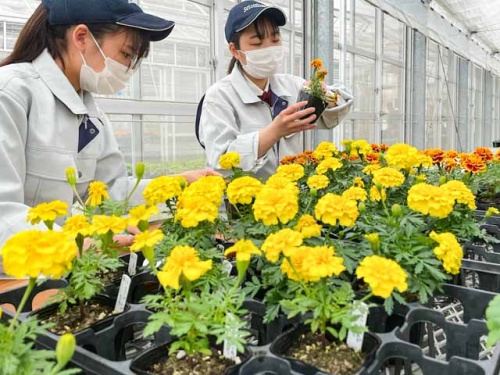 花の生育具合の調査する生徒さんたち