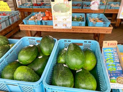 冬瓜続々と出荷中