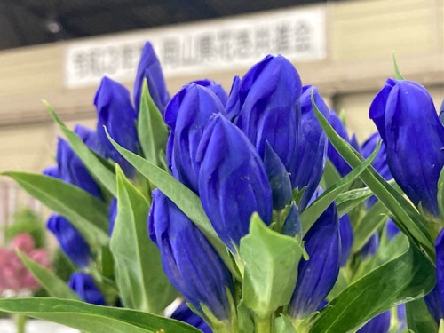 リンドウ