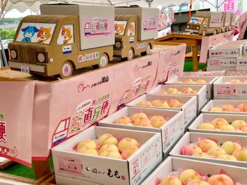 たくさん並んだ新鮮なモモ