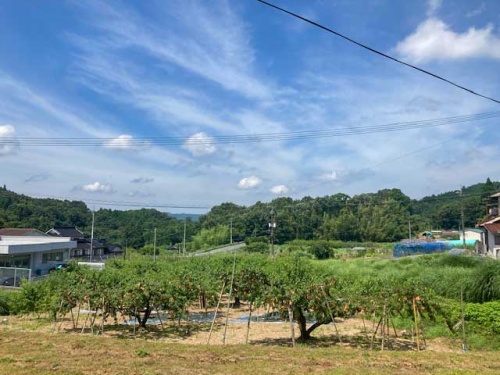 新見市草間にあるモモ畑