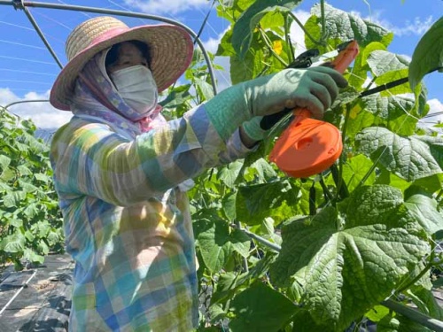 つるをネットに固定中の昭子さん
